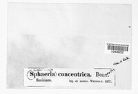 Daldinia concentrica image